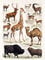 Chart of animals including a giraffe, camel and others