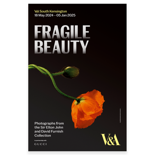 Exhibition poster featuring a photograph of a red poppy set on black background. The title 'Fragile Beauty' is printed in white capital letters on the top half of the poster.