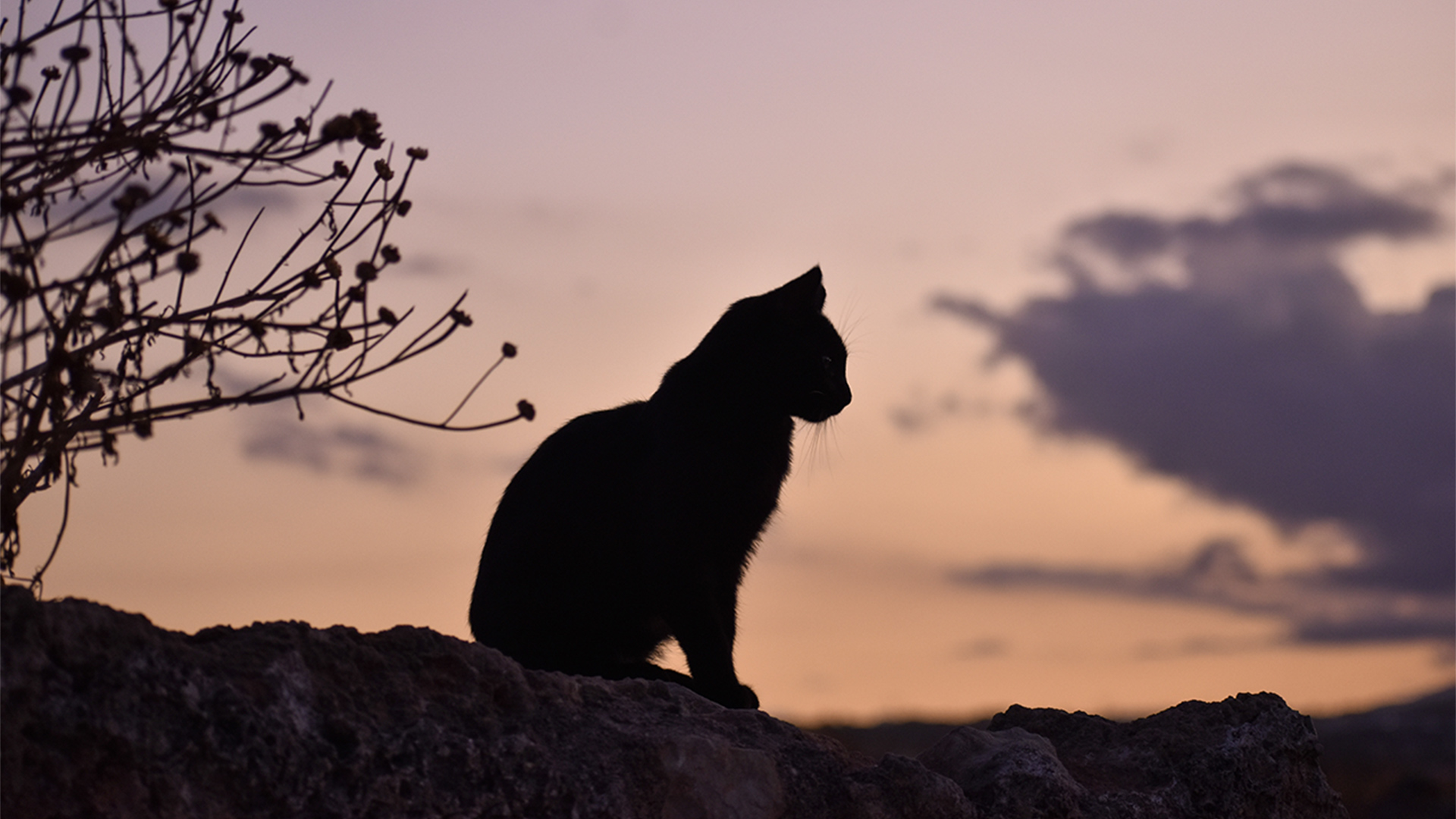 A silhouette of a cat
