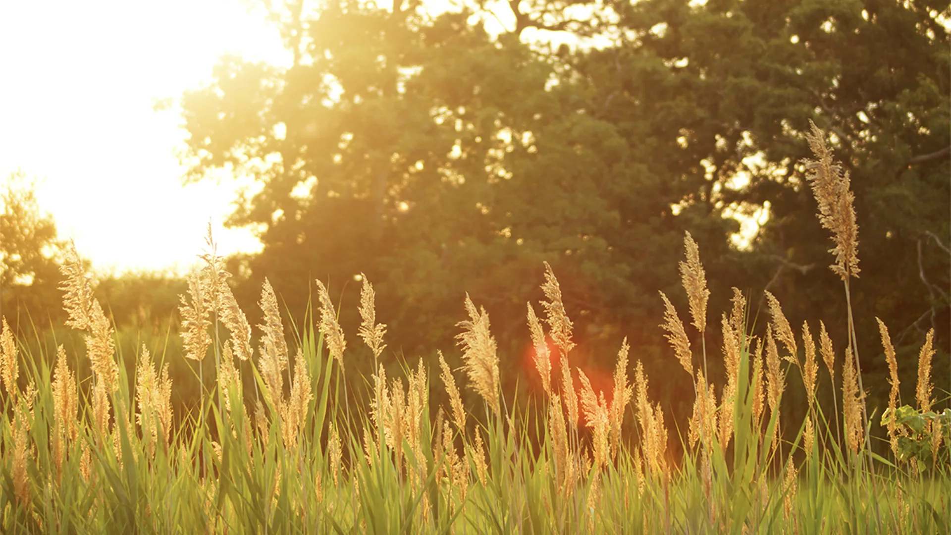 Meadow on a summer day