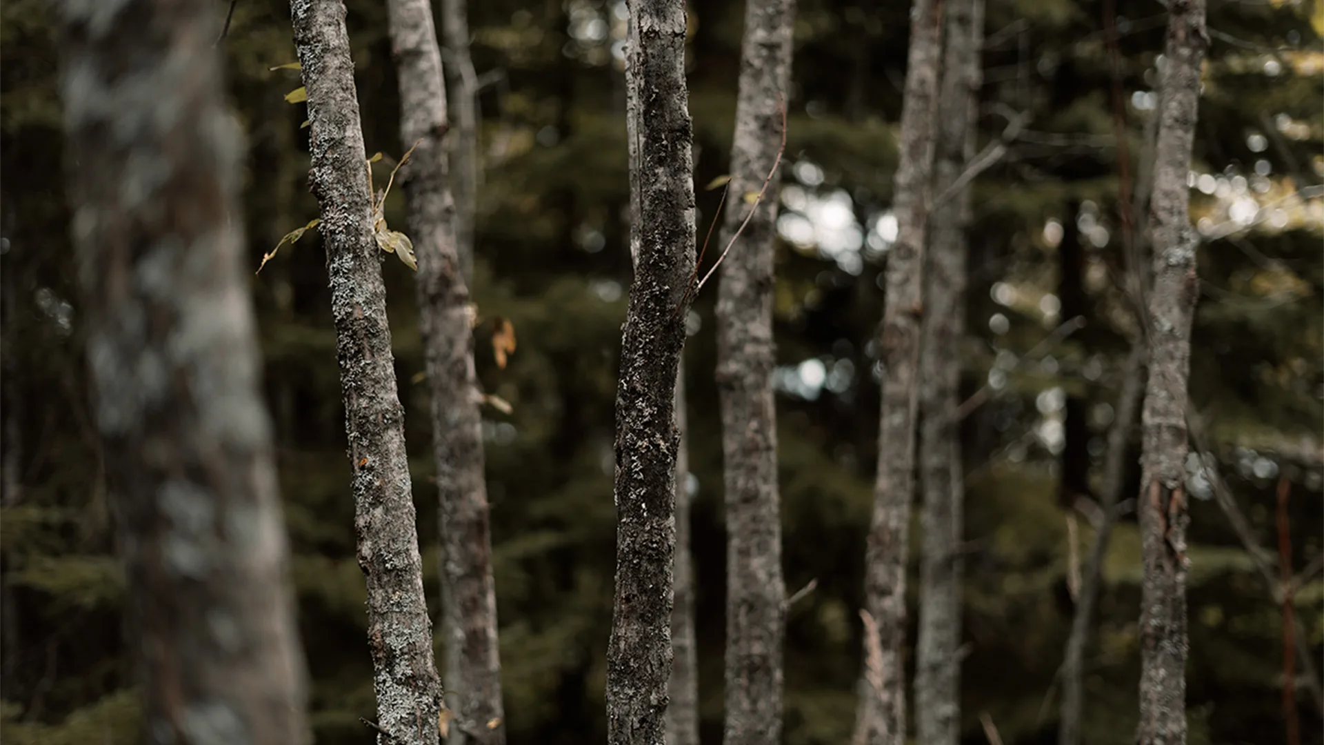 Close up of branches in the woods