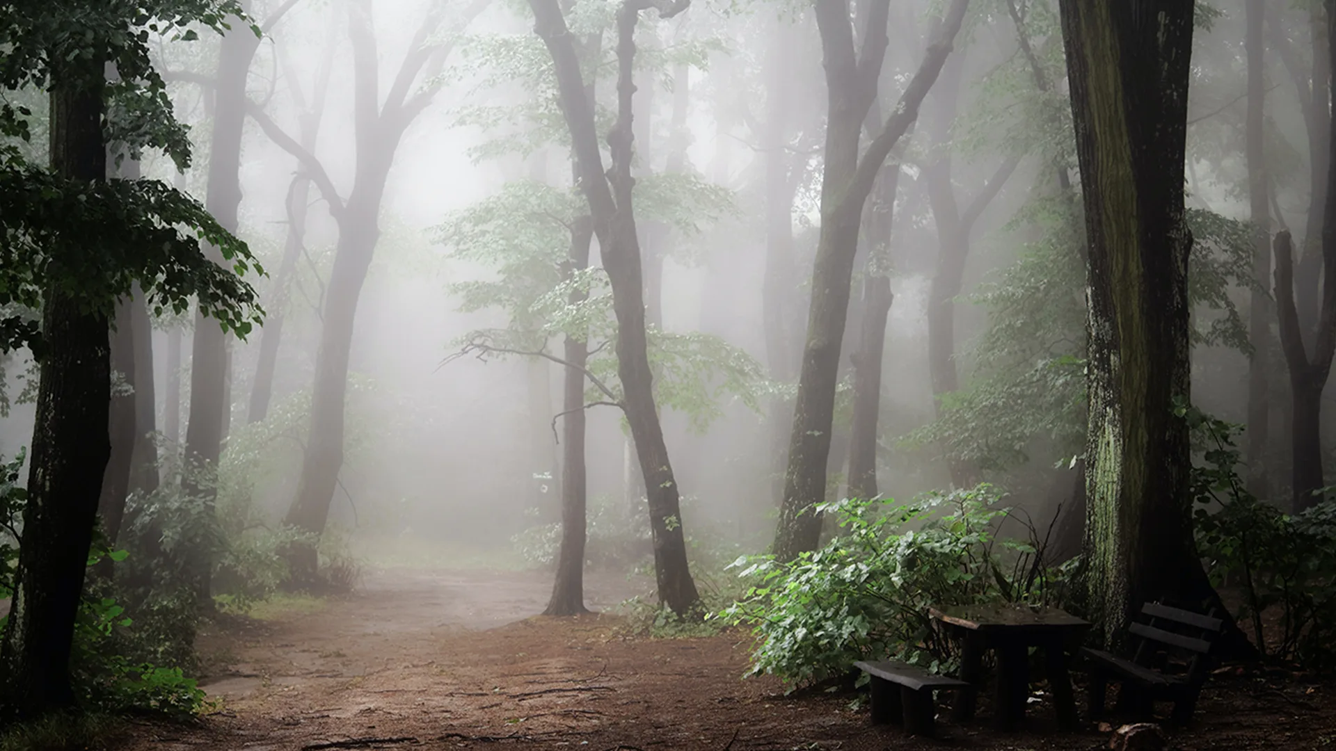 A foggy woodland