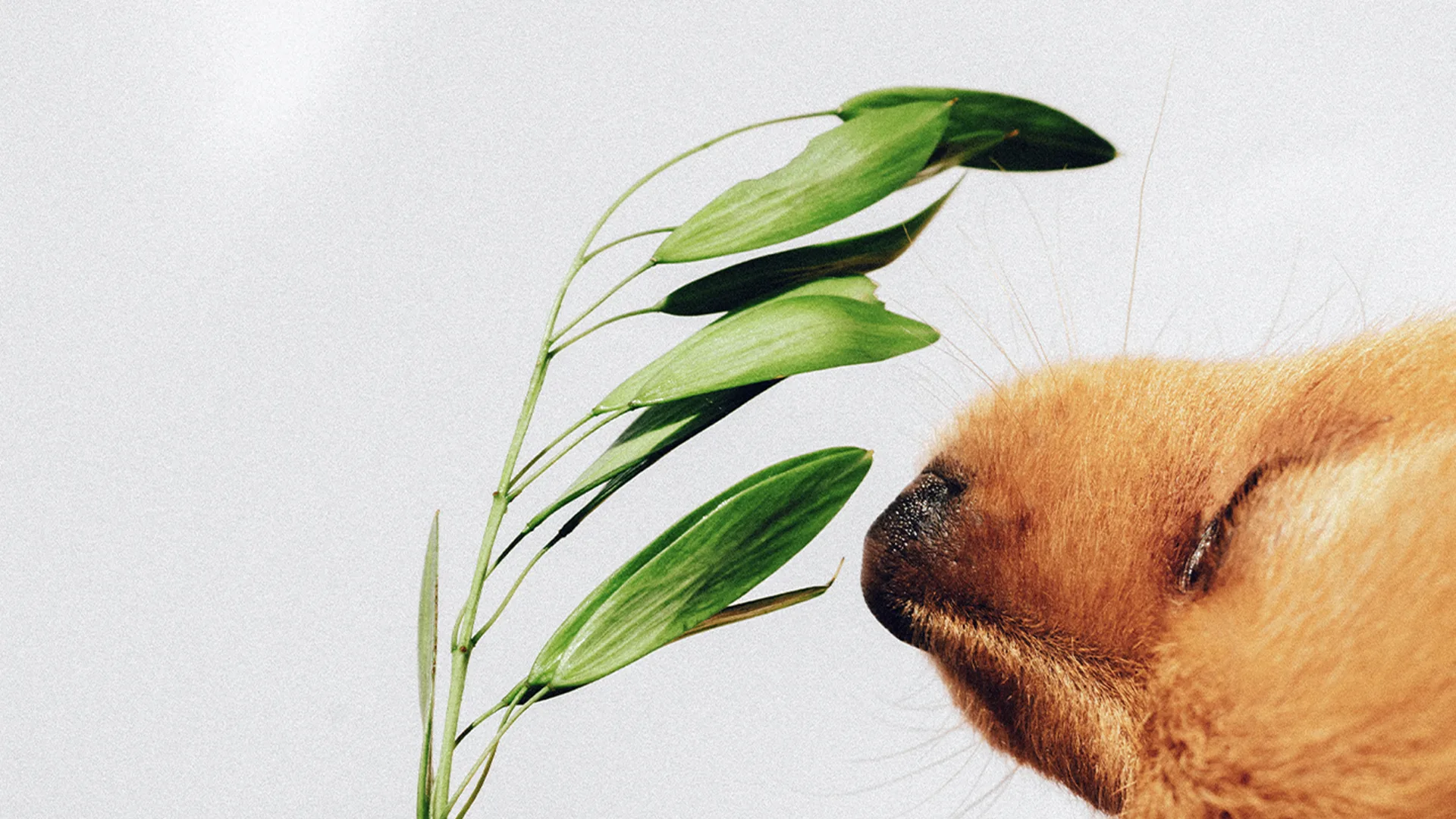 Close-up of Golden Retriever puppy's nose smelling leaves on plain beige background.