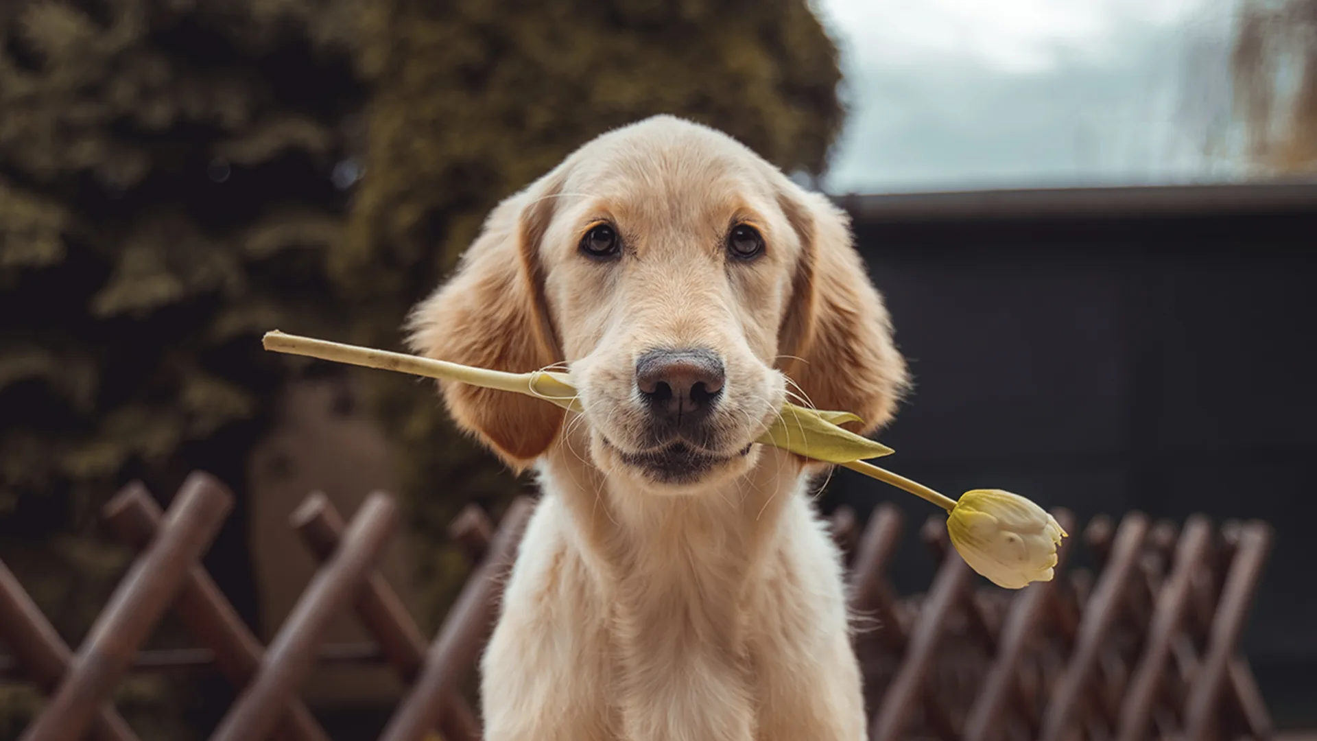 Dog with a tulip in its mouth