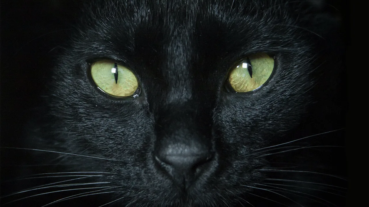 Close up of black cat with bright green eyes