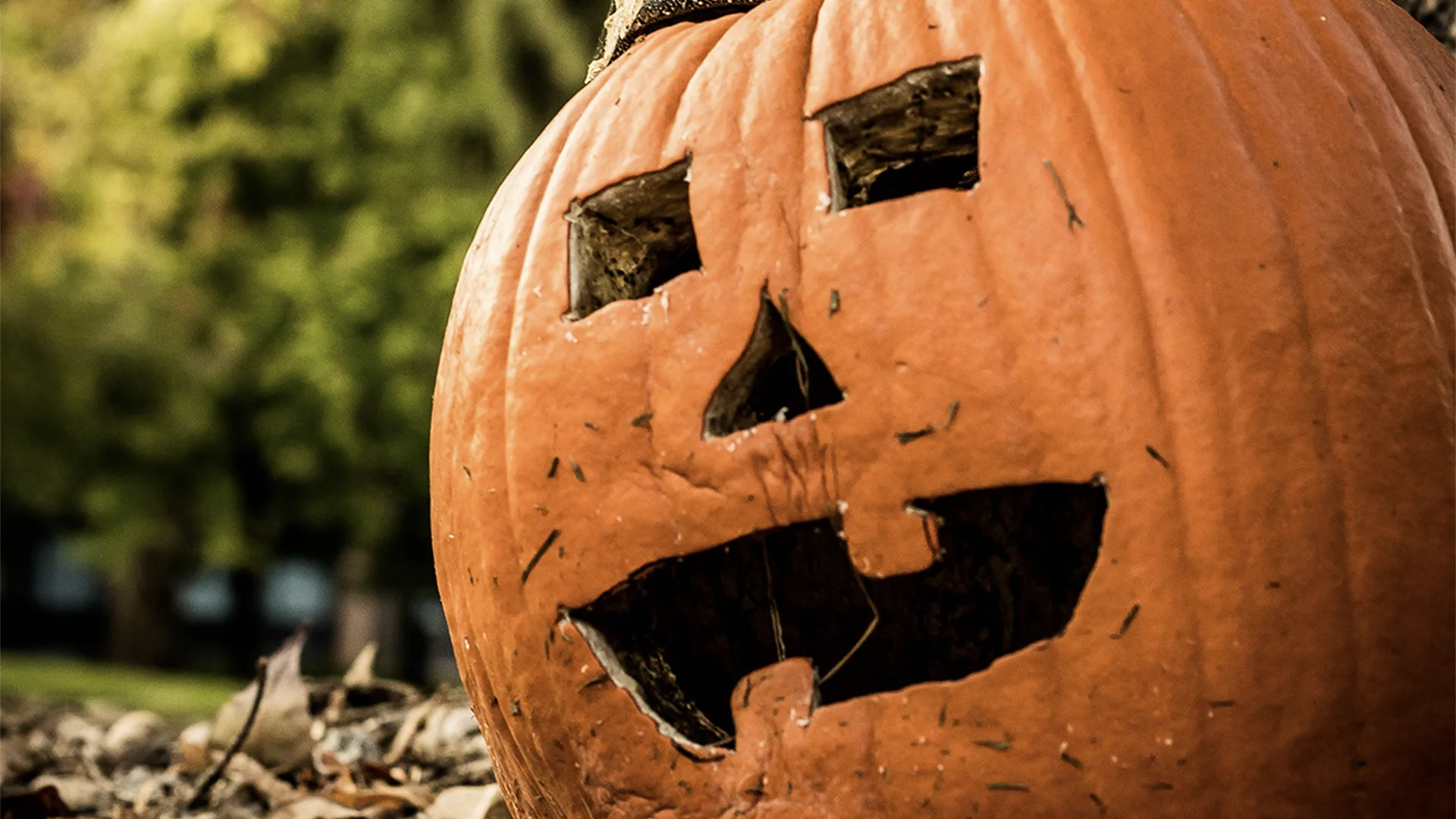 Pumpkin quiz: Halloween pumpkin fact quiz | Mused