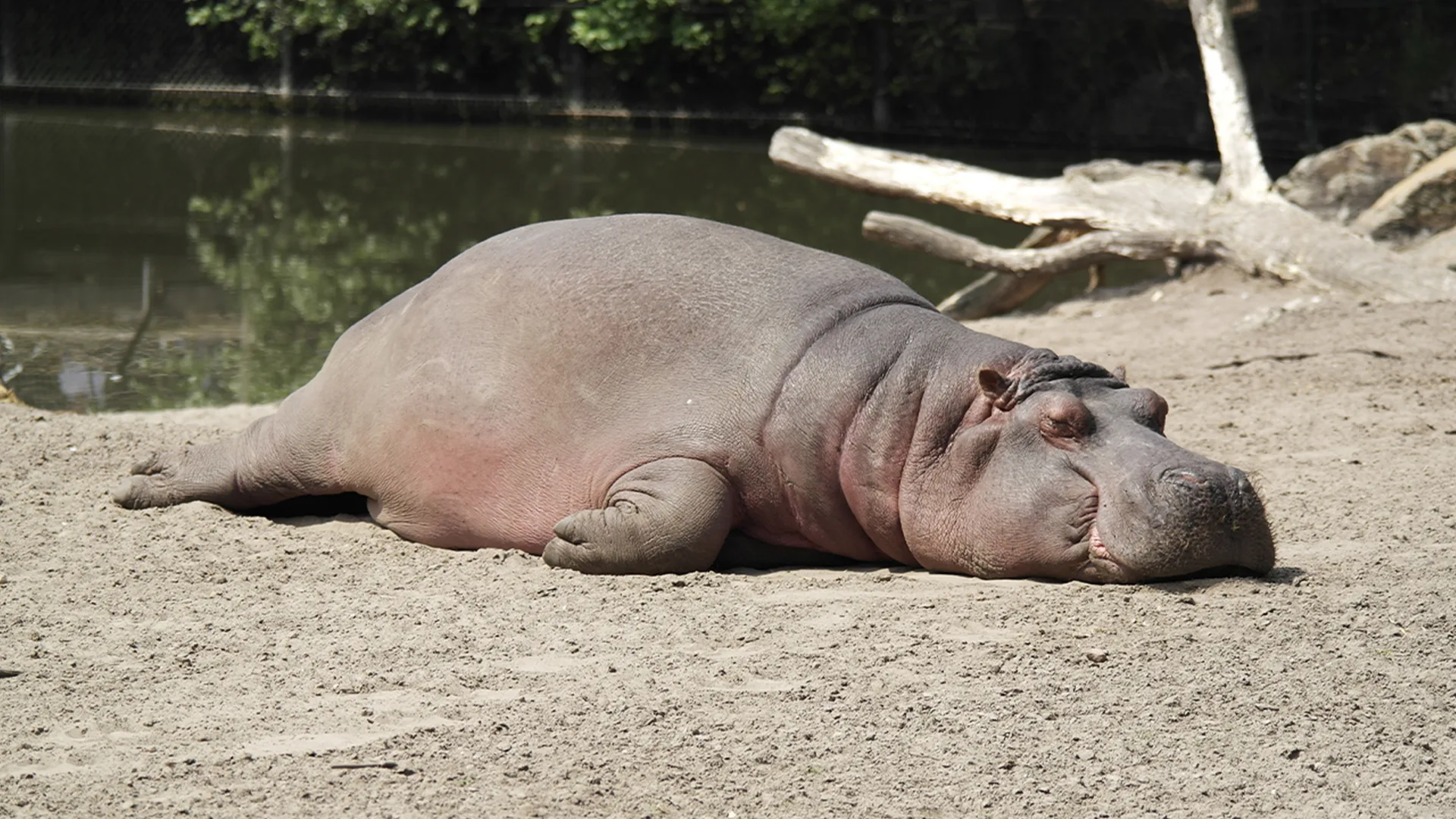 Hippo laying down flat