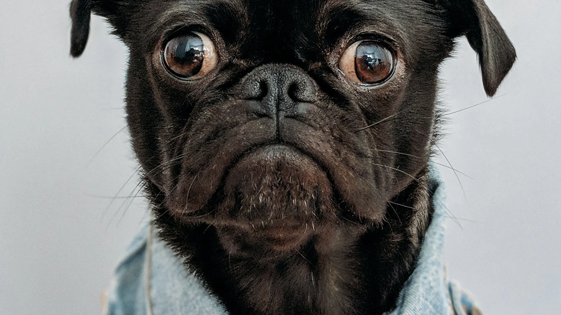 Black dog wearing blue denim collar