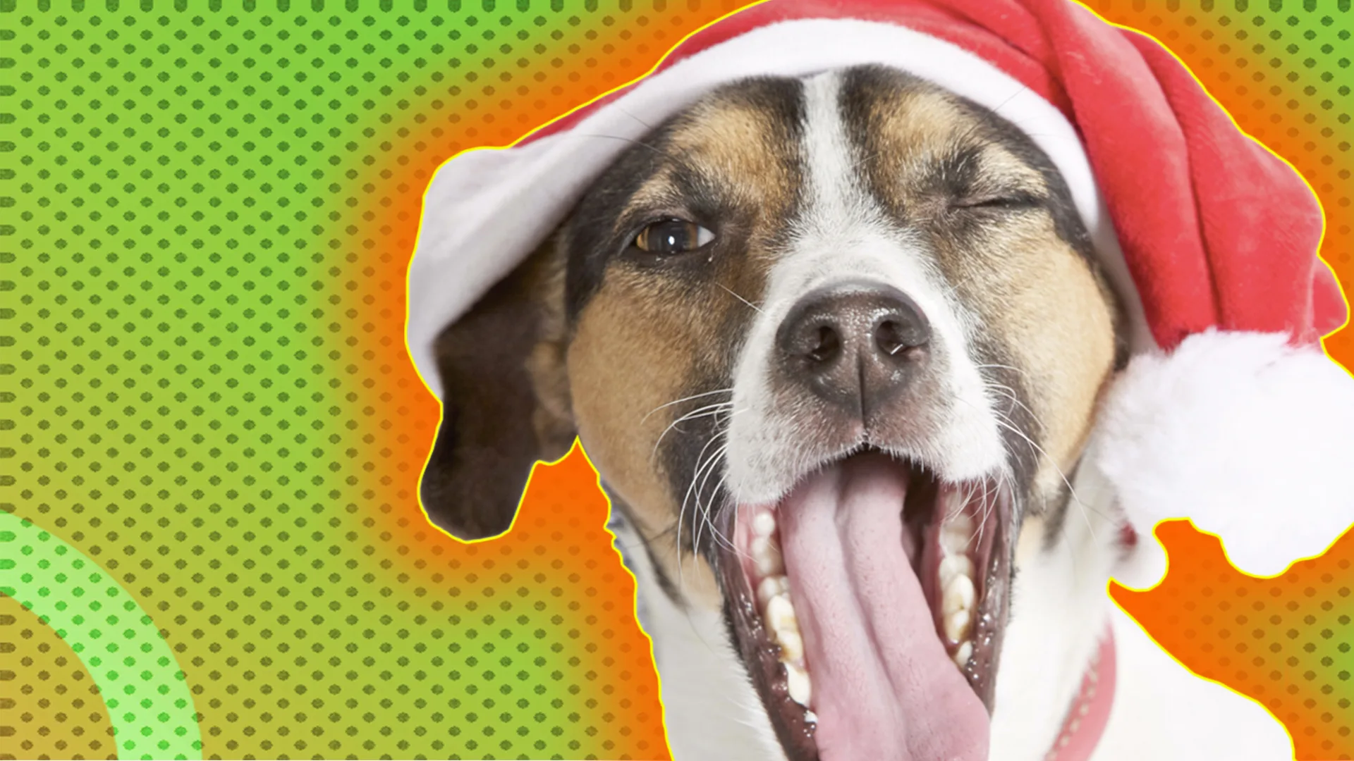 Close-up of Jack Russell Terrier wearing santa hat, smiling and winking, outlined by orange halo effect on green-dotted background.
