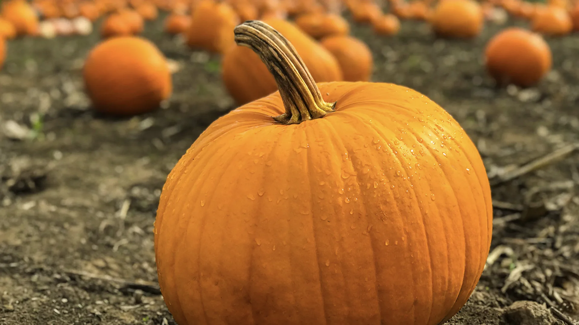 An orange pumpkin