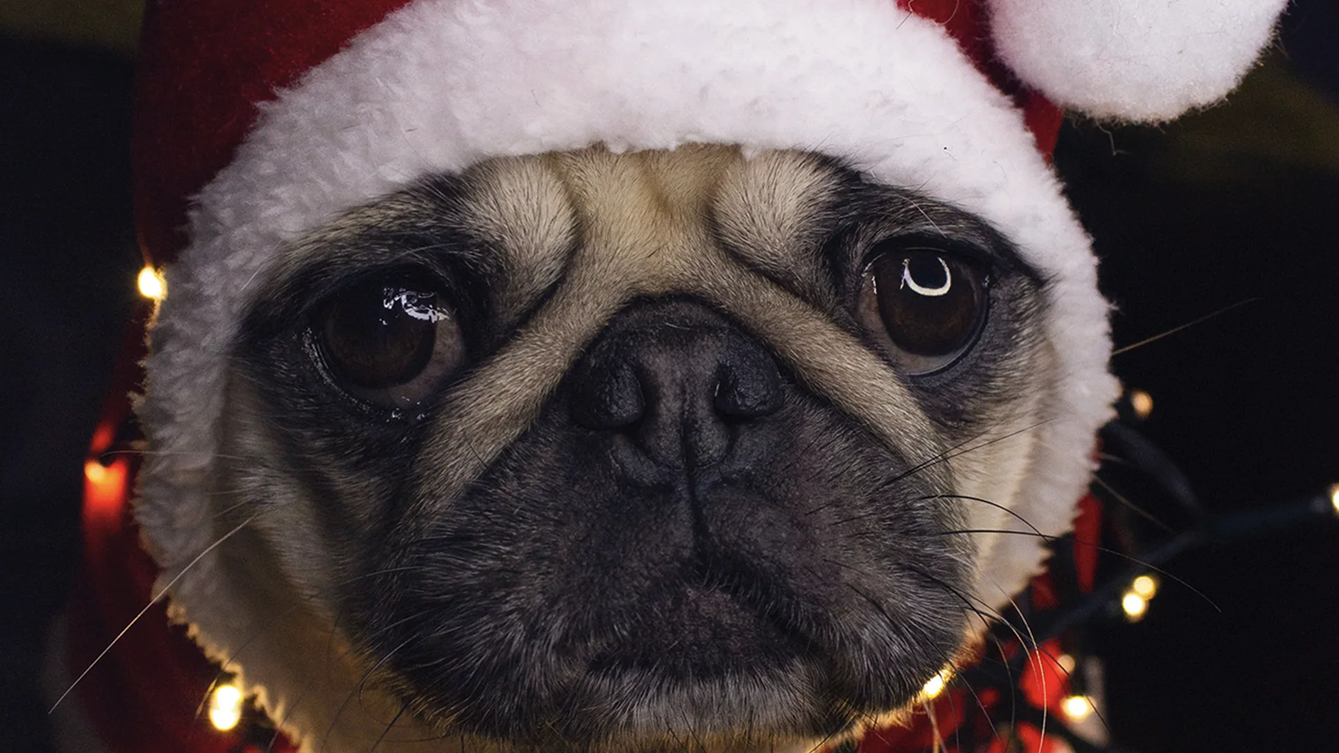 Grumpy pug wearing a Santa hat