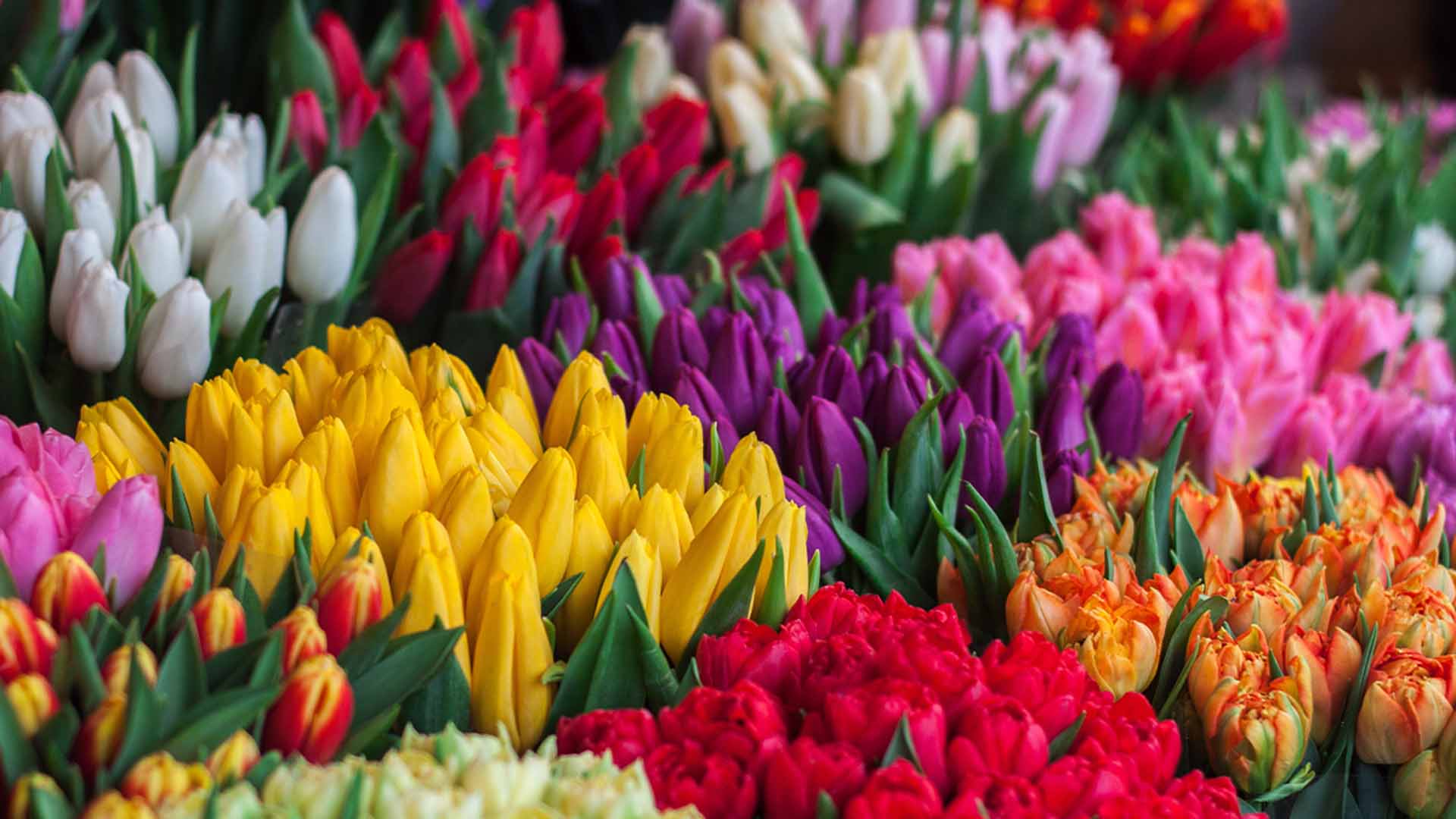 Loads of brightly coloured flowers