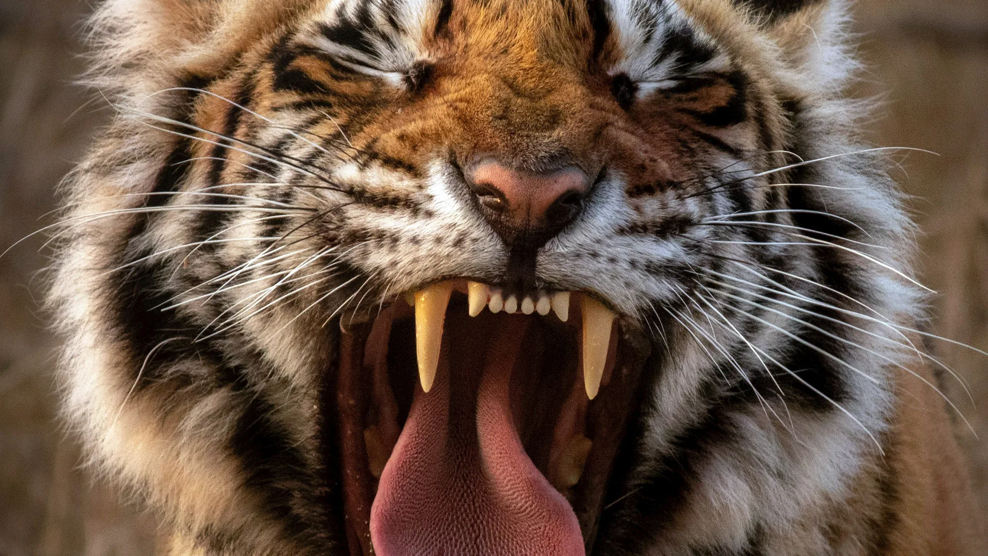 Photograph of a tiger with it's mouth open and eyes closed
