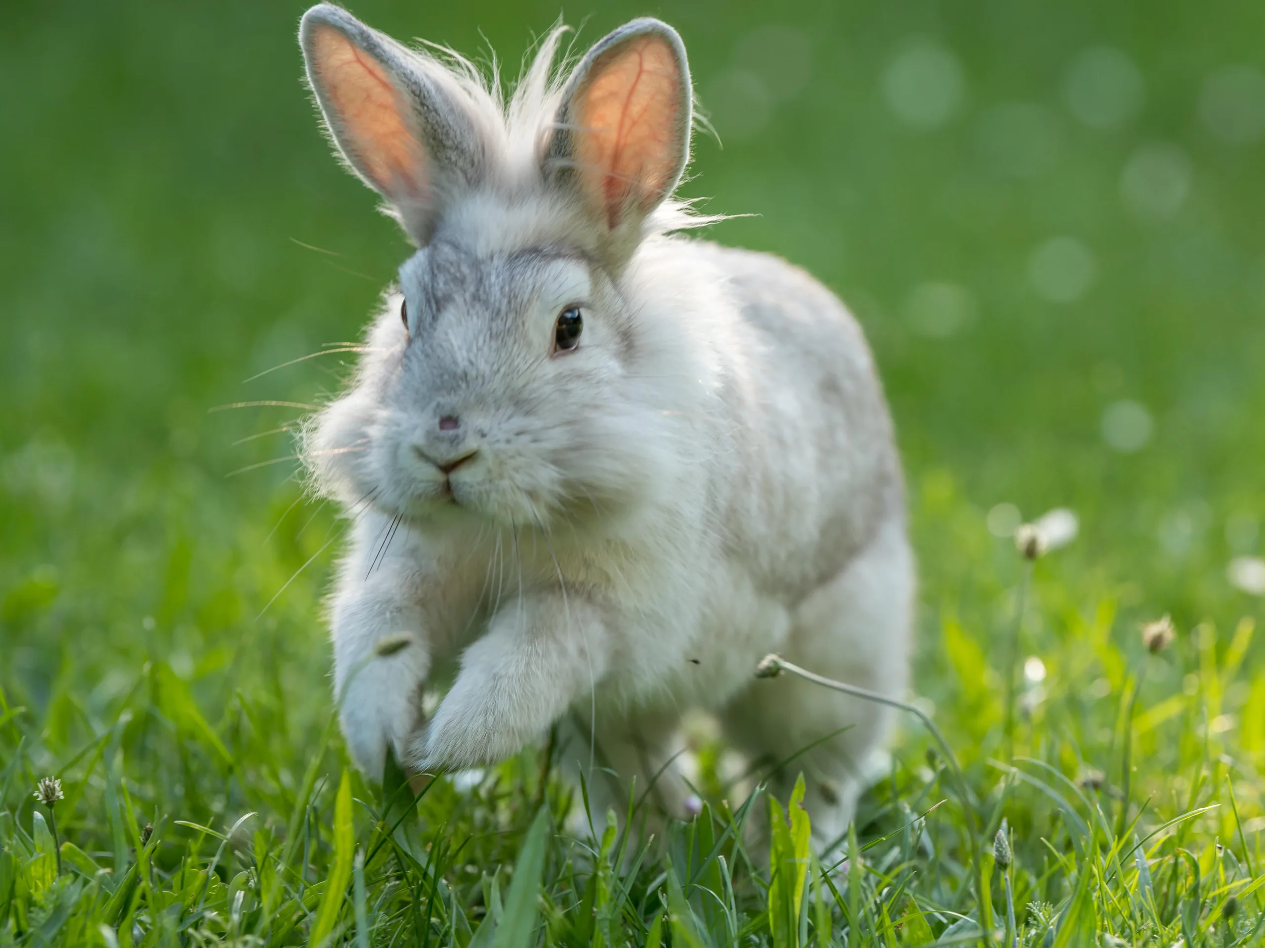 A photograph of a white and grey bunny hopping in green grass