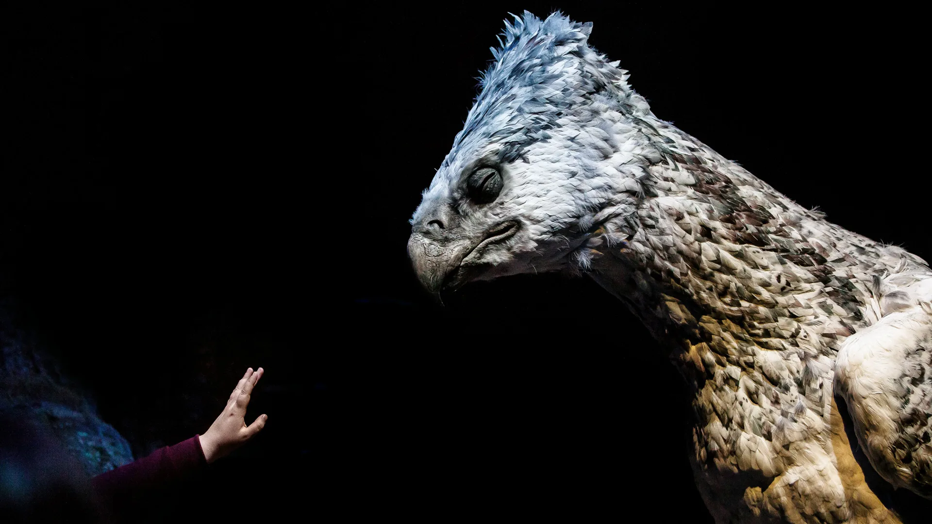 A photo of a hippogriff from Harry Potter with a hand reaching out to touch it against a black background