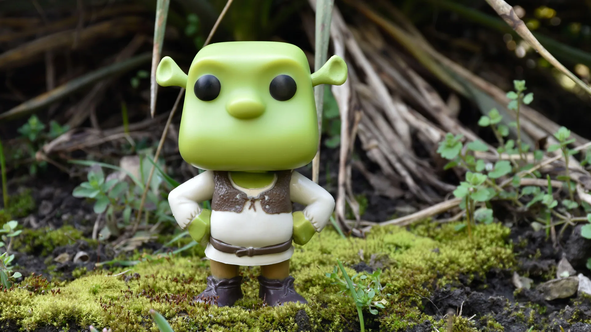 A photo of a Shrek funkopop figurine stood in a swamp