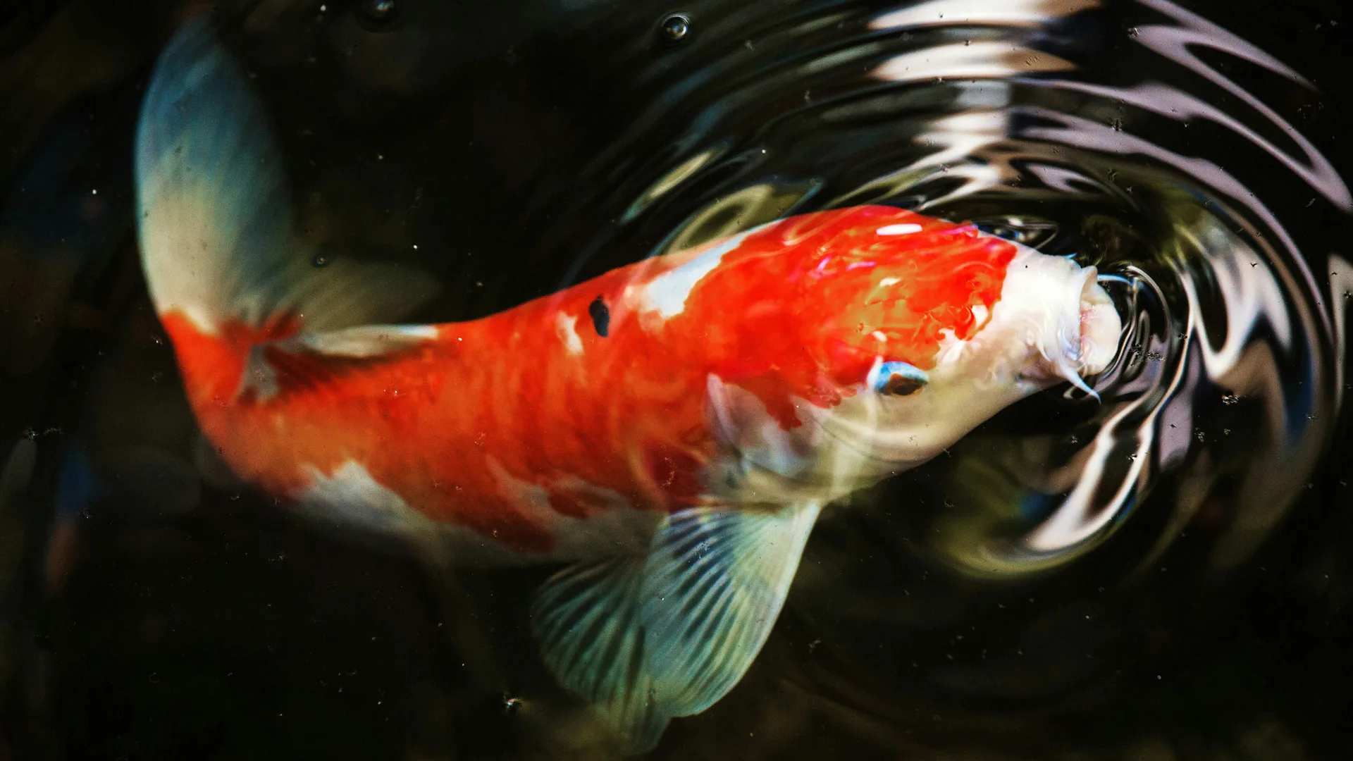 A photo of an orange and white koi fish coming up to the water surface with it's mouth open. The water is black but the fish breaks the water with white surface rings around it's head.