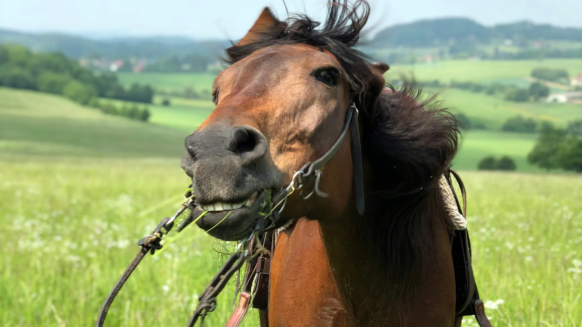 A photo of a brown horse face on and it's throwing it's head up slightly making it's reigns pull. It is stood in a green field.