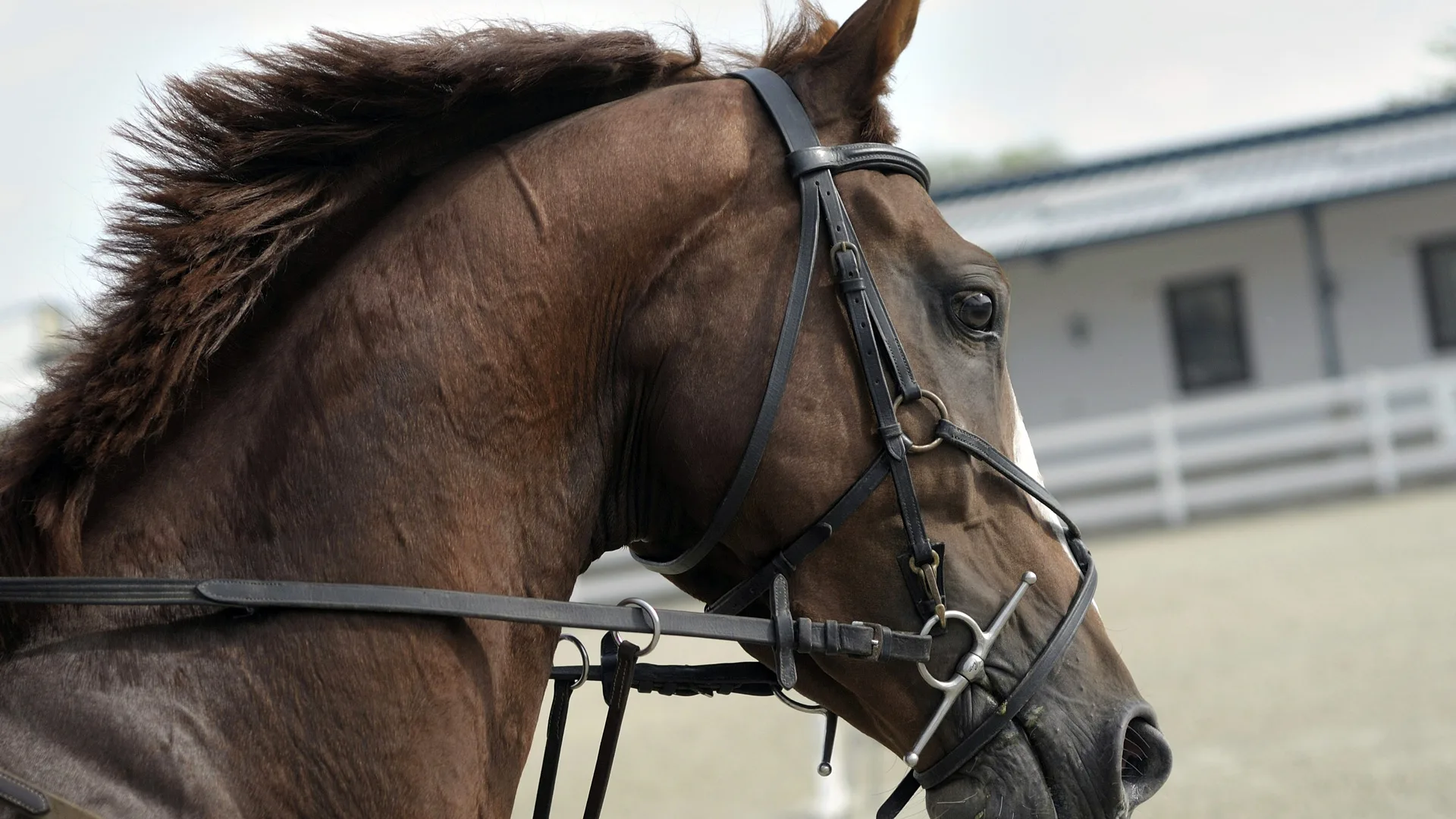 A photo of a brown horse in reigns on side profile with a stables background.