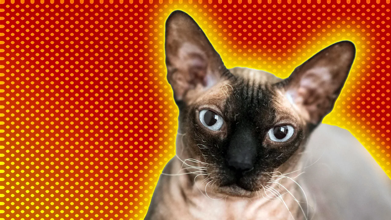 A photo of a cat with a brown face and cream body looking directly at the camera with a grumpy expression against a red and orange dotted background with a yellow halo.