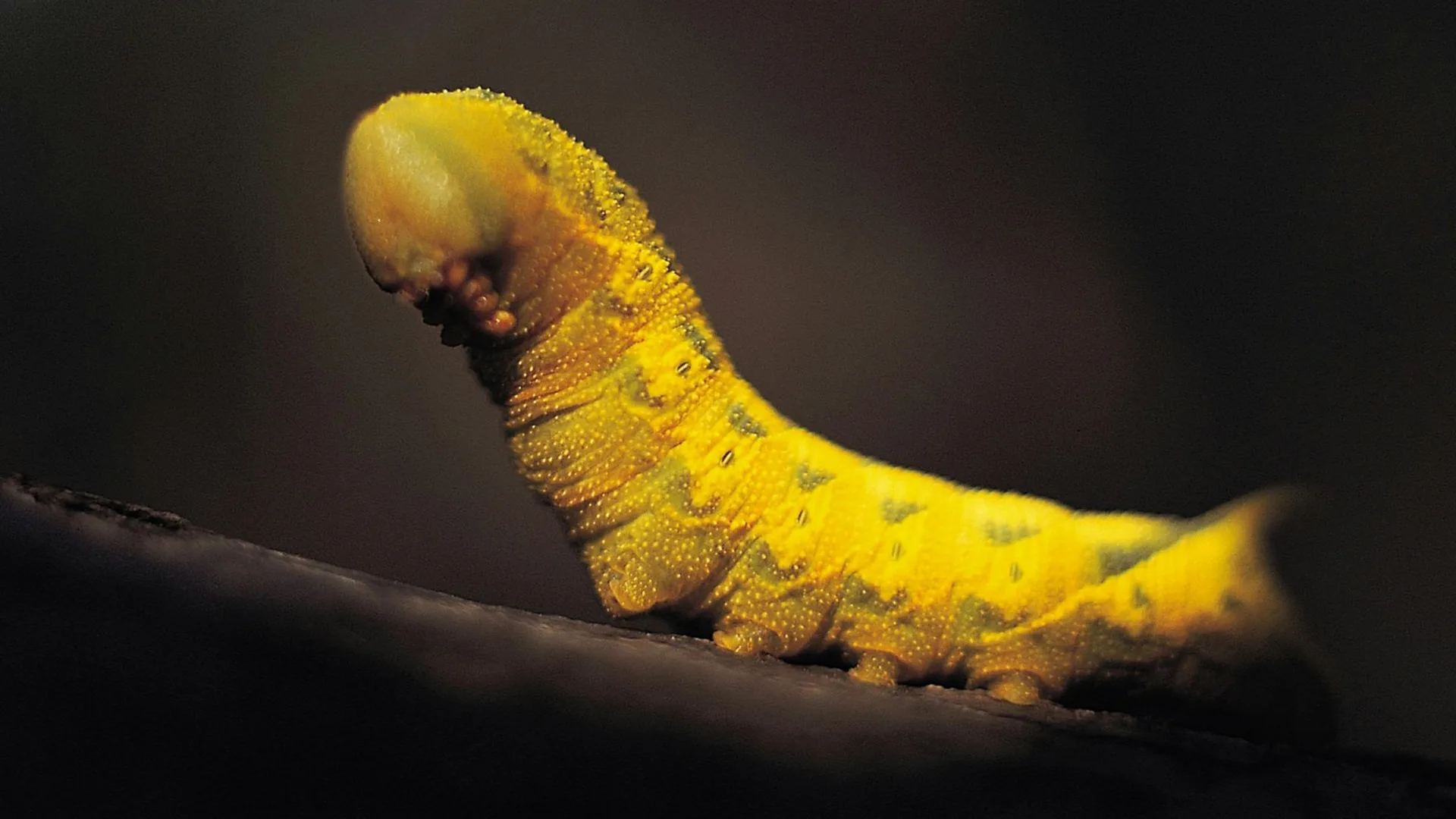 A photo of a yellow caterpillar on a tree branch against a black background.