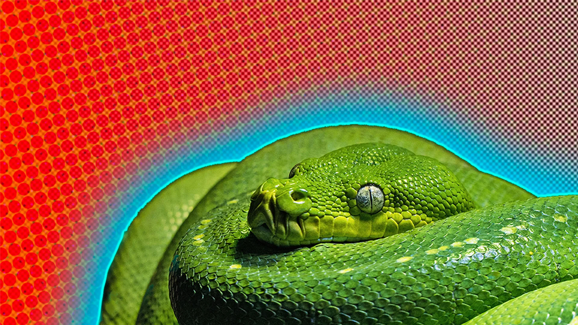 A lime green snake curled up in a ball, against a red background