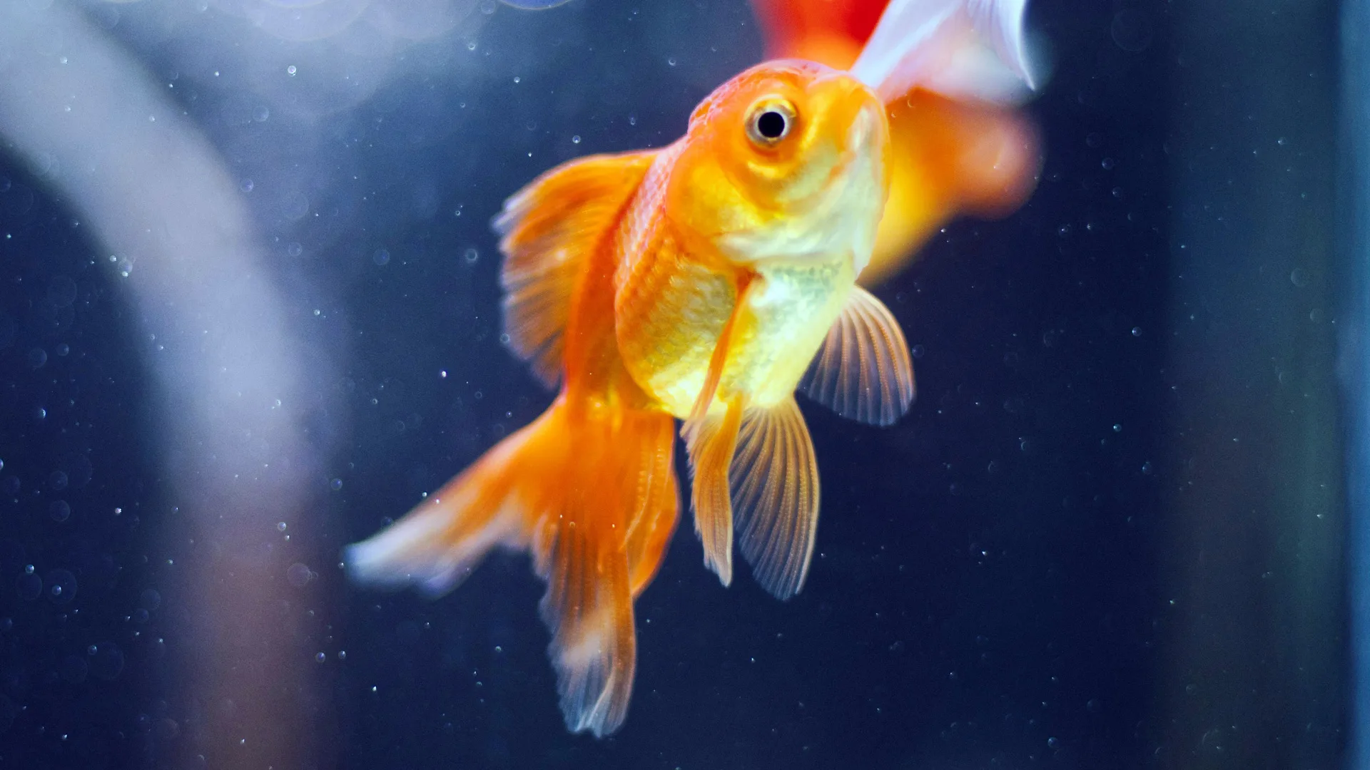 A photo of a goldfish in the water reaching up to the surface. There is another fish behind it in orange and white. The water is darl with a faint light in the background.