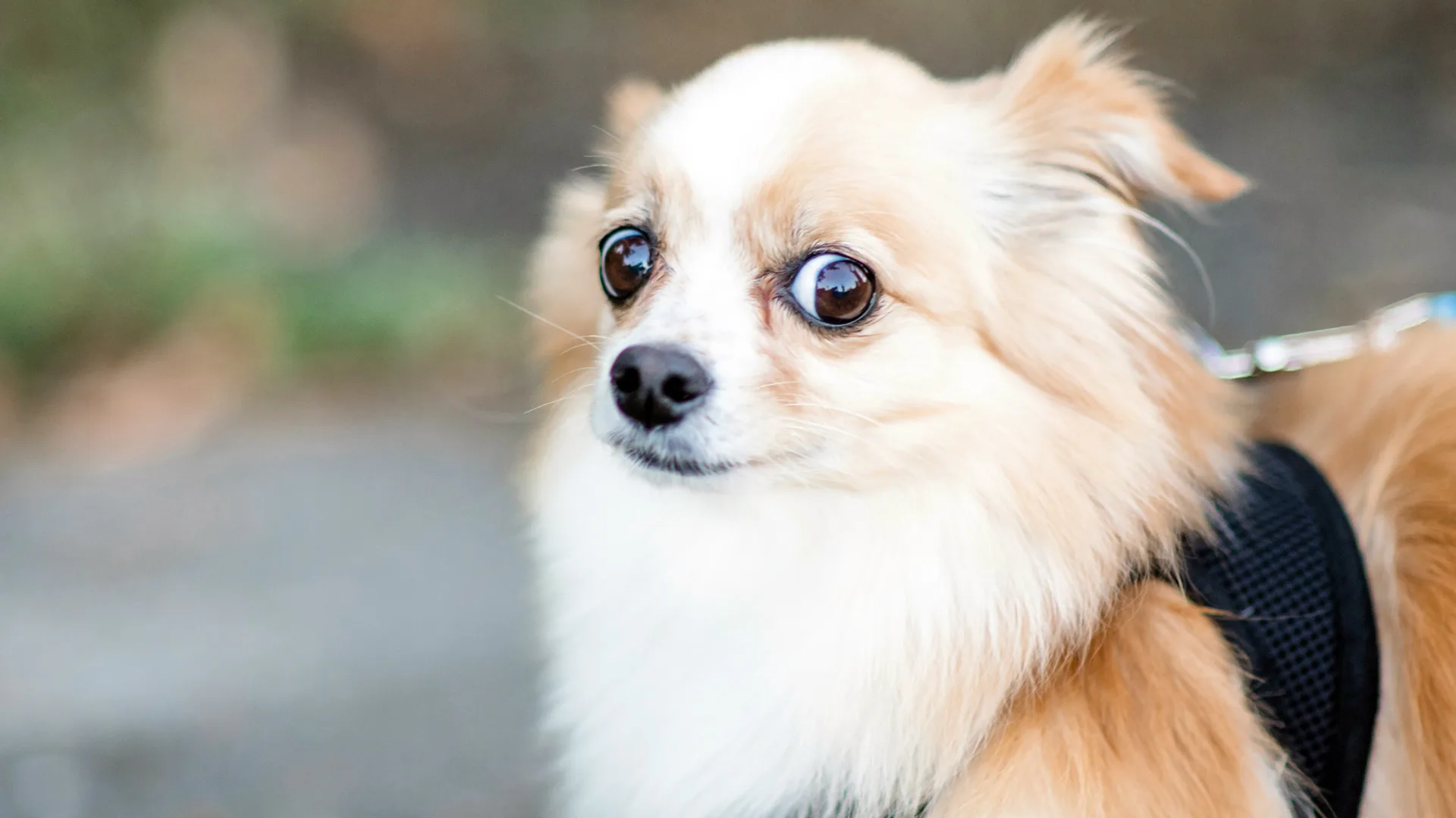 A close up photo of a pomeranian looking side eyed and worried with a blurred background.