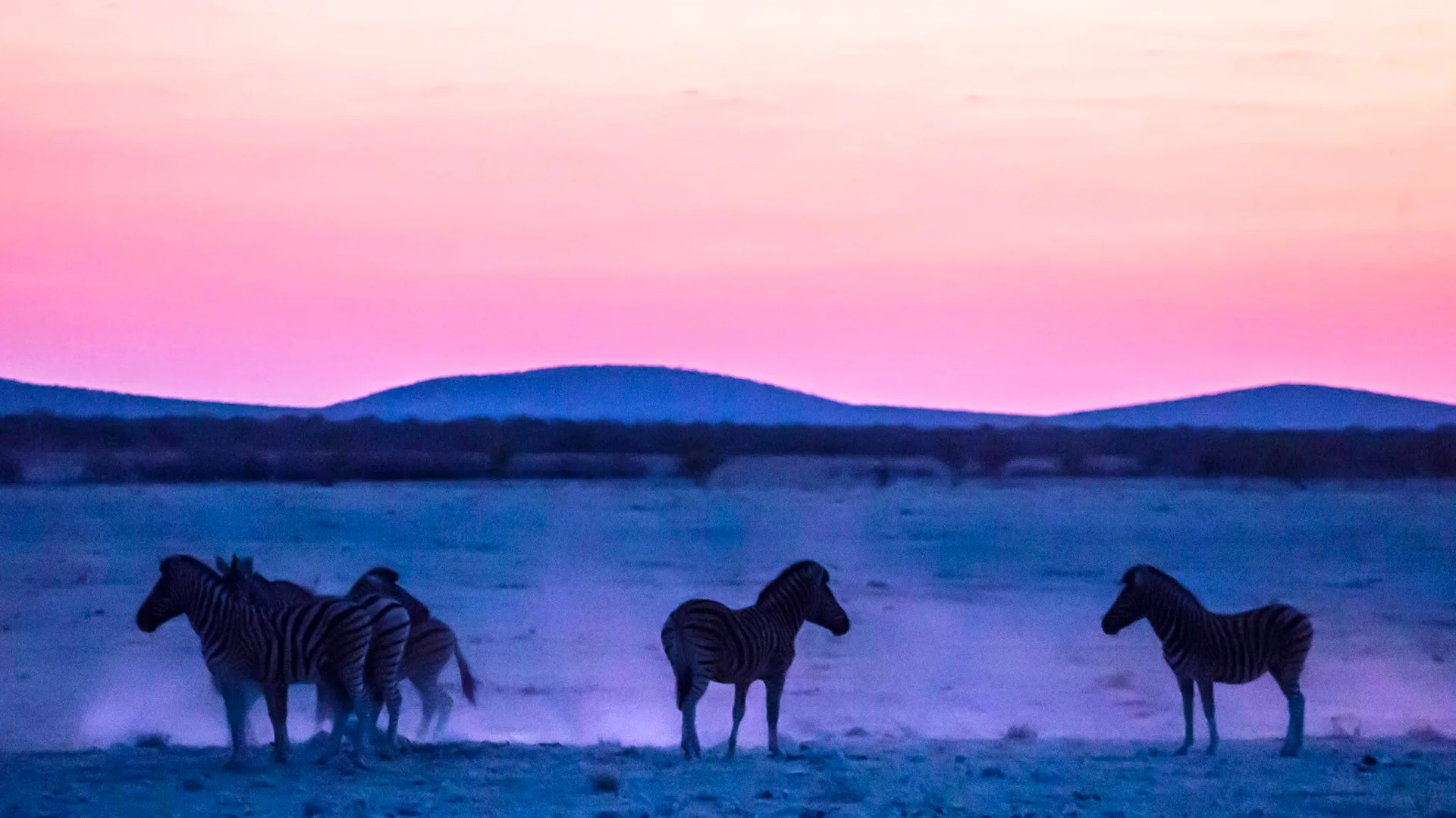 A photo of horses in silhouette against a purple coloured desert and mountains with a pink and yellow sky.