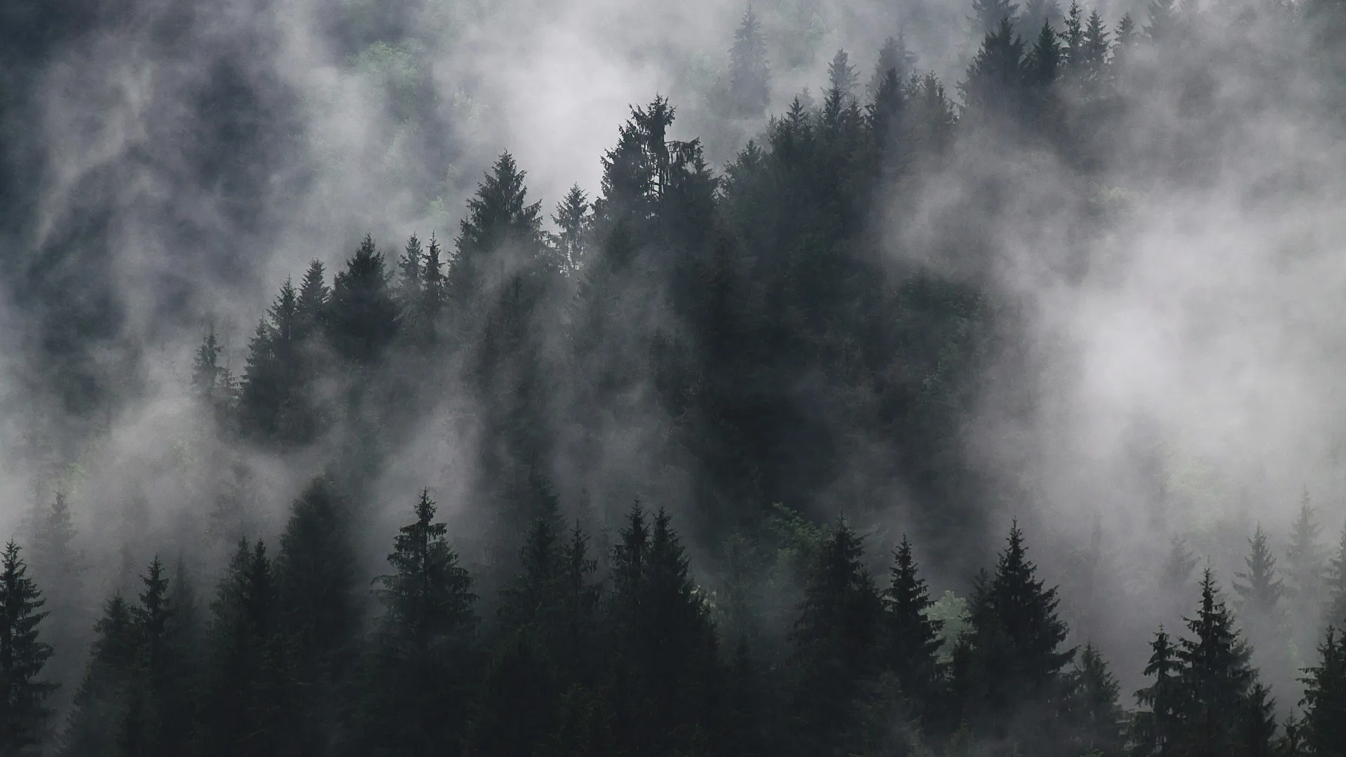 A black and white photo of a forest in mist and dark grey clouds.