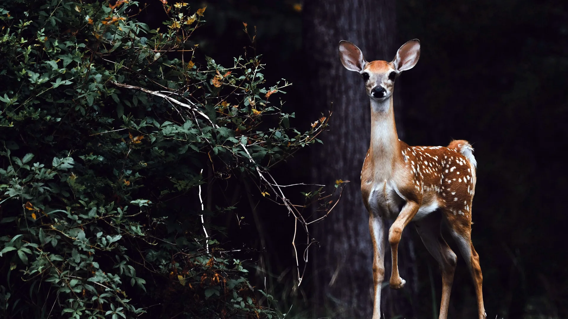 An image of a fawn stood in the woods with one front leg up as it stands poised to attention. The trees next to it are dimly lit against a dark background.